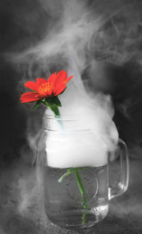 Close-up of red flower in glass on table