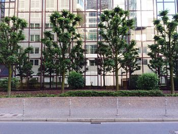 Trees growing in park