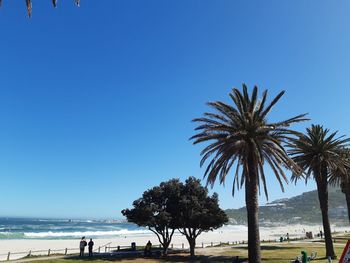 Palm trees on beach against clear blue sky