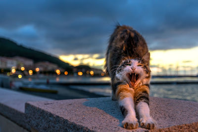 Portrait of a cat looking away