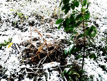 Close-up of plants during winter