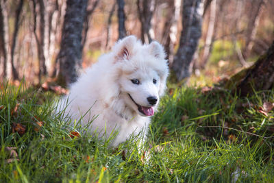 Close-up of dog on field