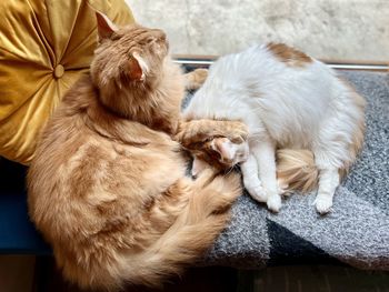 Close-up of cat sleeping