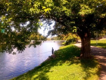 Reflection of trees in river