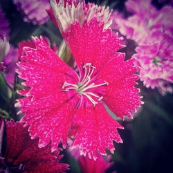 Close-up of pink flowers