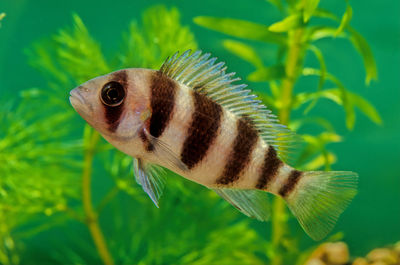 Close-up of fish swimming in sea