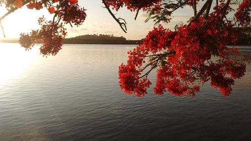 Red tree by sea against sky