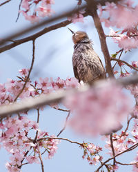 Low angle view of cherry blossoms on branch