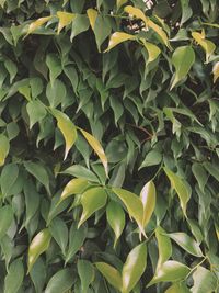 Full frame shot of leaves