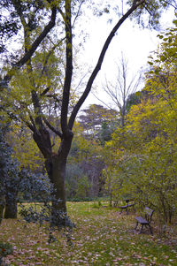 Trees growing against sky