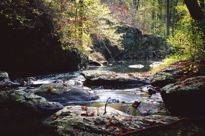 Stream passing through forest