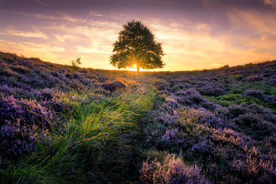 Scenic view of field against sky during sunset