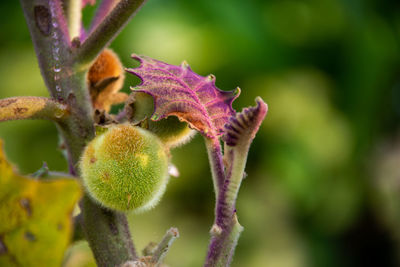 Close-up of fruit growing on tree