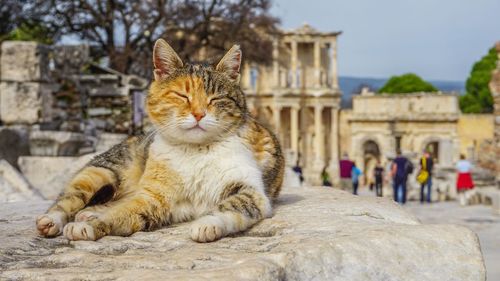 Cat against sky