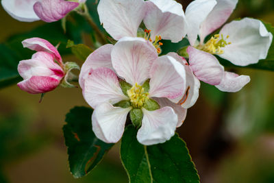Close-up of pink flowering plant