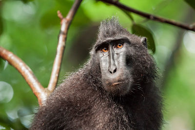 Close-up portrait of a monkey