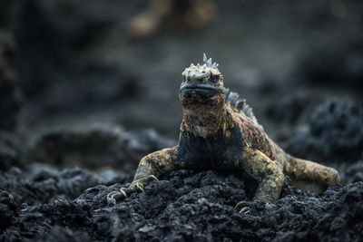 Close-up of iguana on rocks