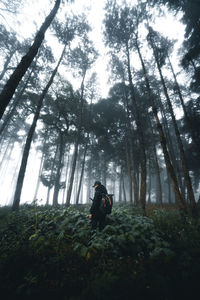 Low angle view of man standing in forest