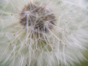 Close-up of dandelion