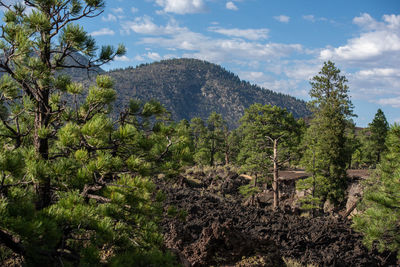 Scenic view of trees and mountains against sky