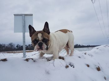 Dog on snow against sky