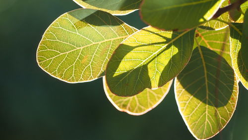 Close-up of leaves