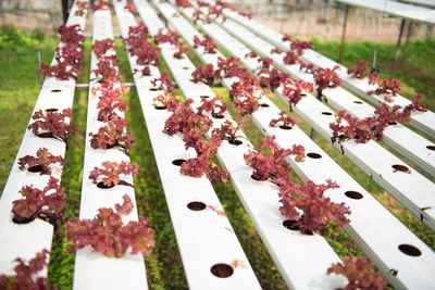 High angle view of flowering plants in cemetery