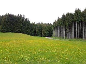 Scenic view of grassy field against clear sky