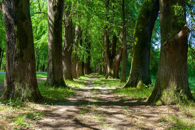 Footpath amidst trees in forest