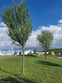 Trees on field against sky