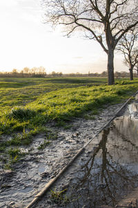 Scenic view of field against sky