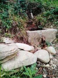 Plants growing on rocks