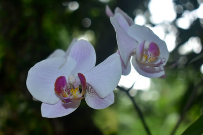 Close-up of purple flowering plant