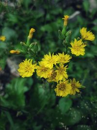 Close-up of yellow flowering plant
