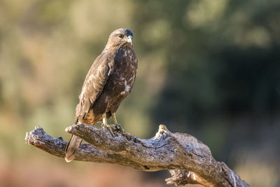 Eagle perching on tree