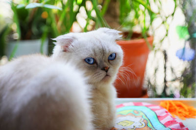 Blue eyes kitty 