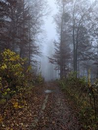 Footpath amidst trees in forest during autumn