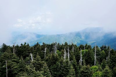 Scenic view of forest against sky