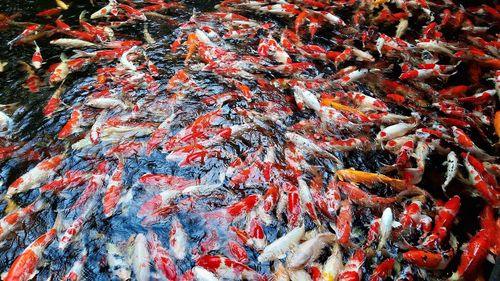 High angle view of koi carps swimming in pond