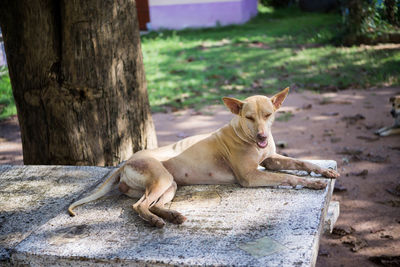 View of a dog relaxing on tree trunk