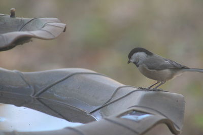 Close-up of bird perching outdoors