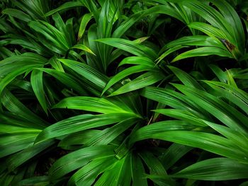 Full frame shot of green leaves