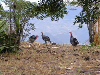 Birds on field against sky