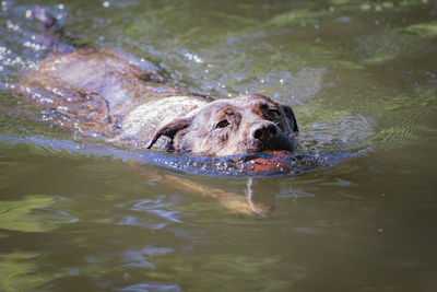 High angle view of dog swimming in lake