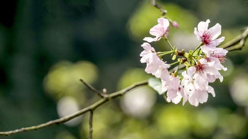 Close-up of white cherry blossom tree