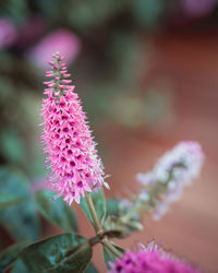 Close-up of pink flowering plant