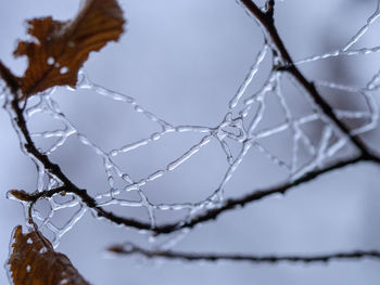 Close-up of frozen spider web on branch