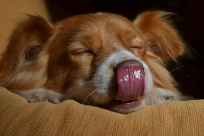 Close-up of dog lying down