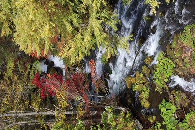 Scenic view of waterfall in forest during autumn