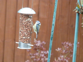 Close-up of bird perching on feeder